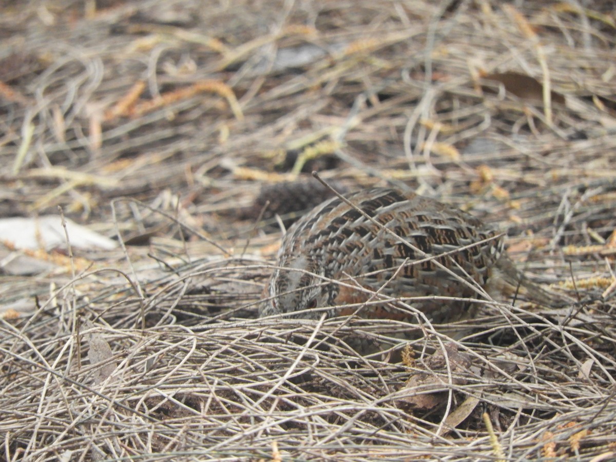 Painted Buttonquail - ML620333054