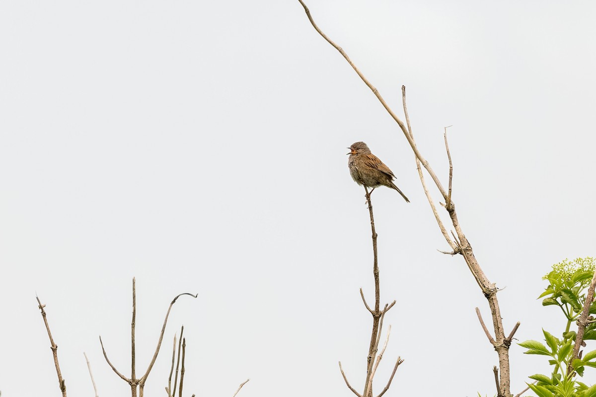 Dunnock - ML620333065