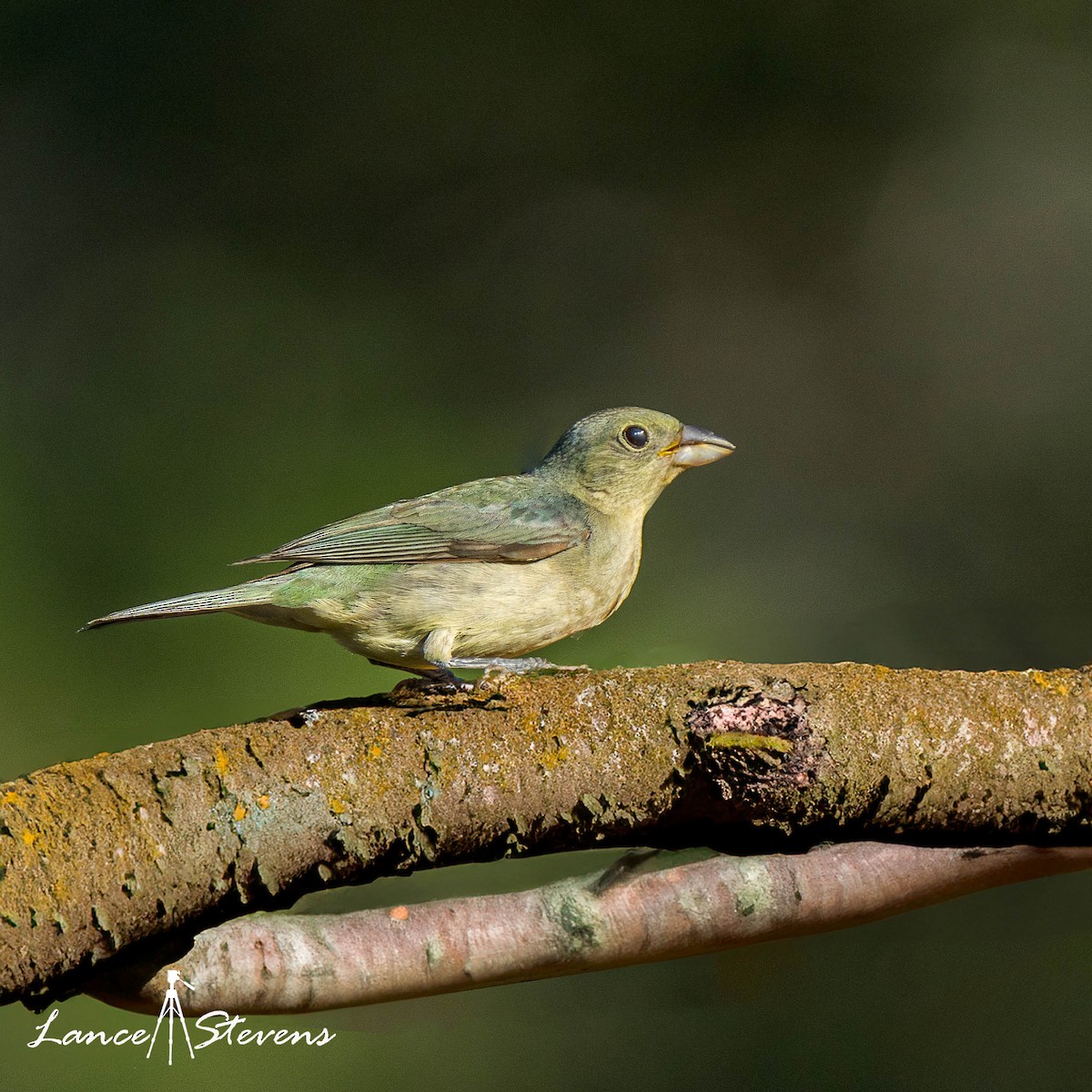 Painted Bunting - ML620333068
