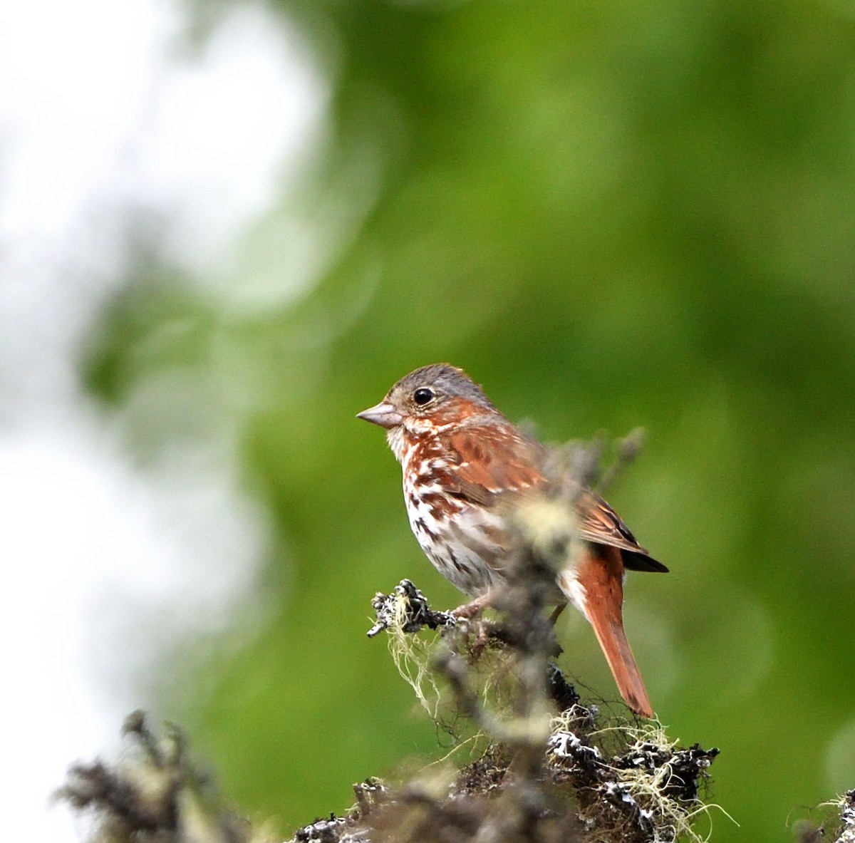 Fox Sparrow - ML620333069