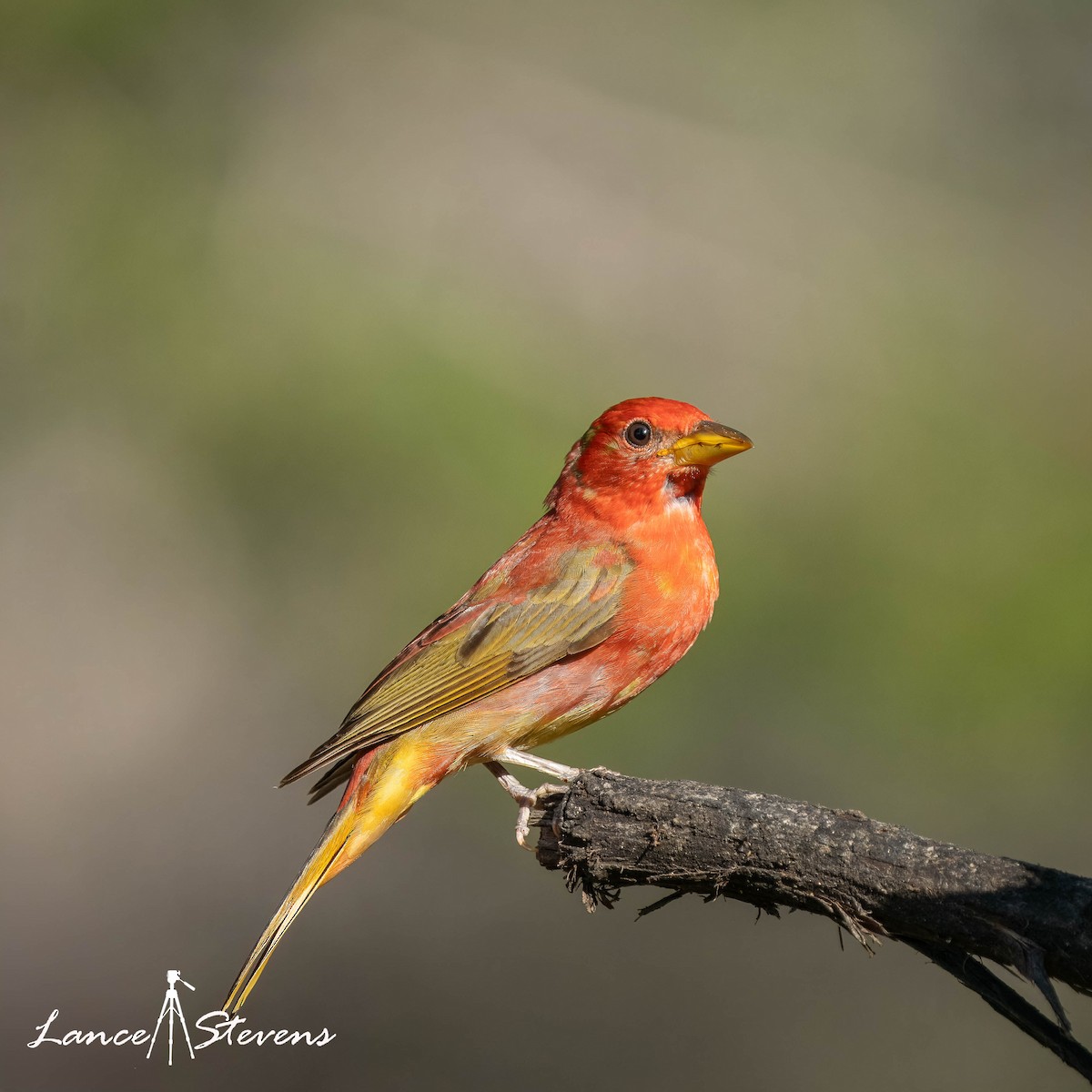 Summer Tanager - ML620333071