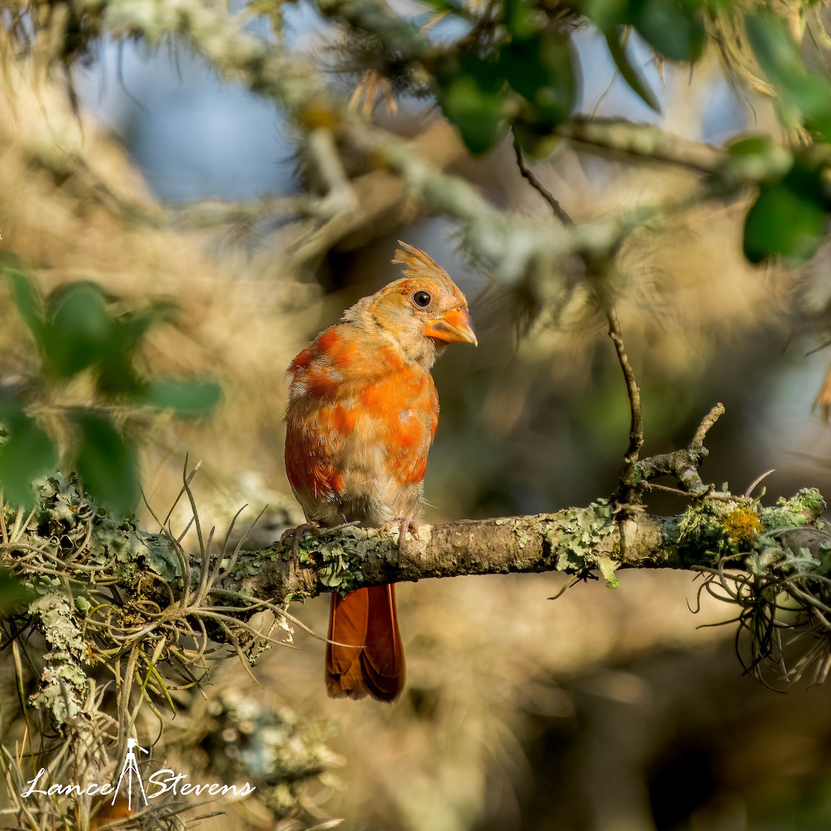 Northern Cardinal - ML620333075