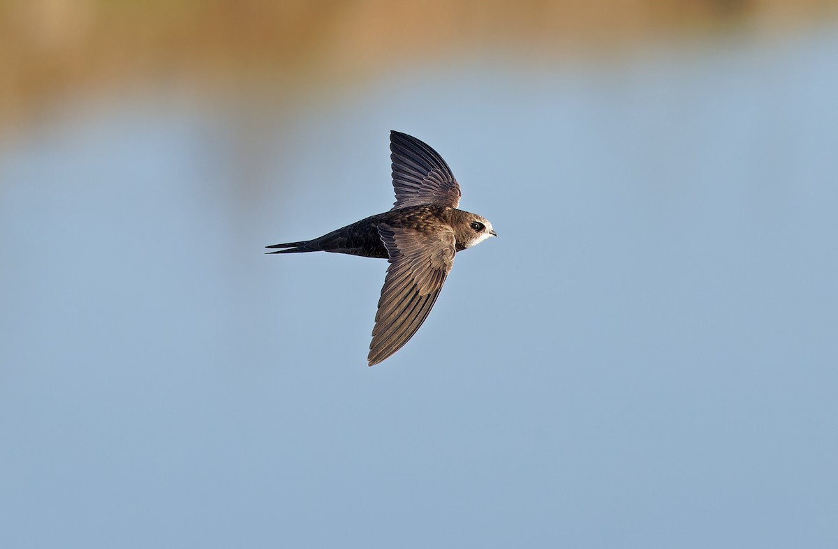 Common Swift - ML620333085