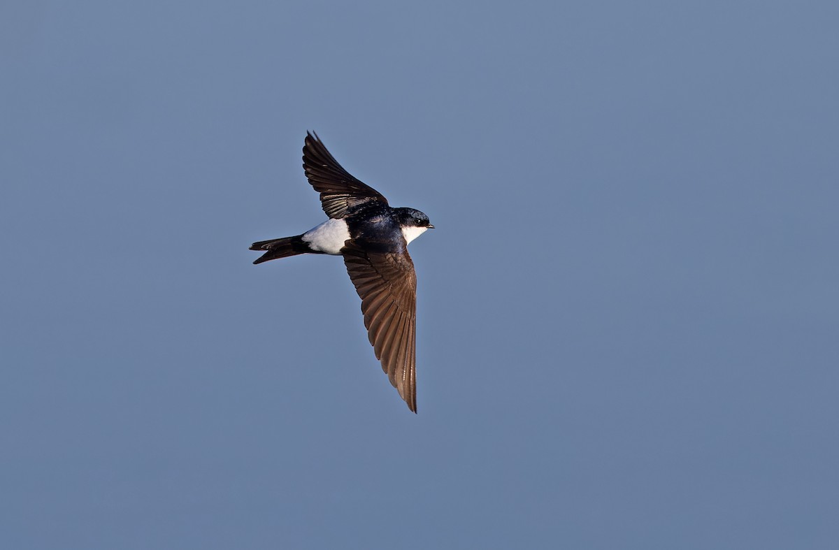 Western House-Martin - ML620333086