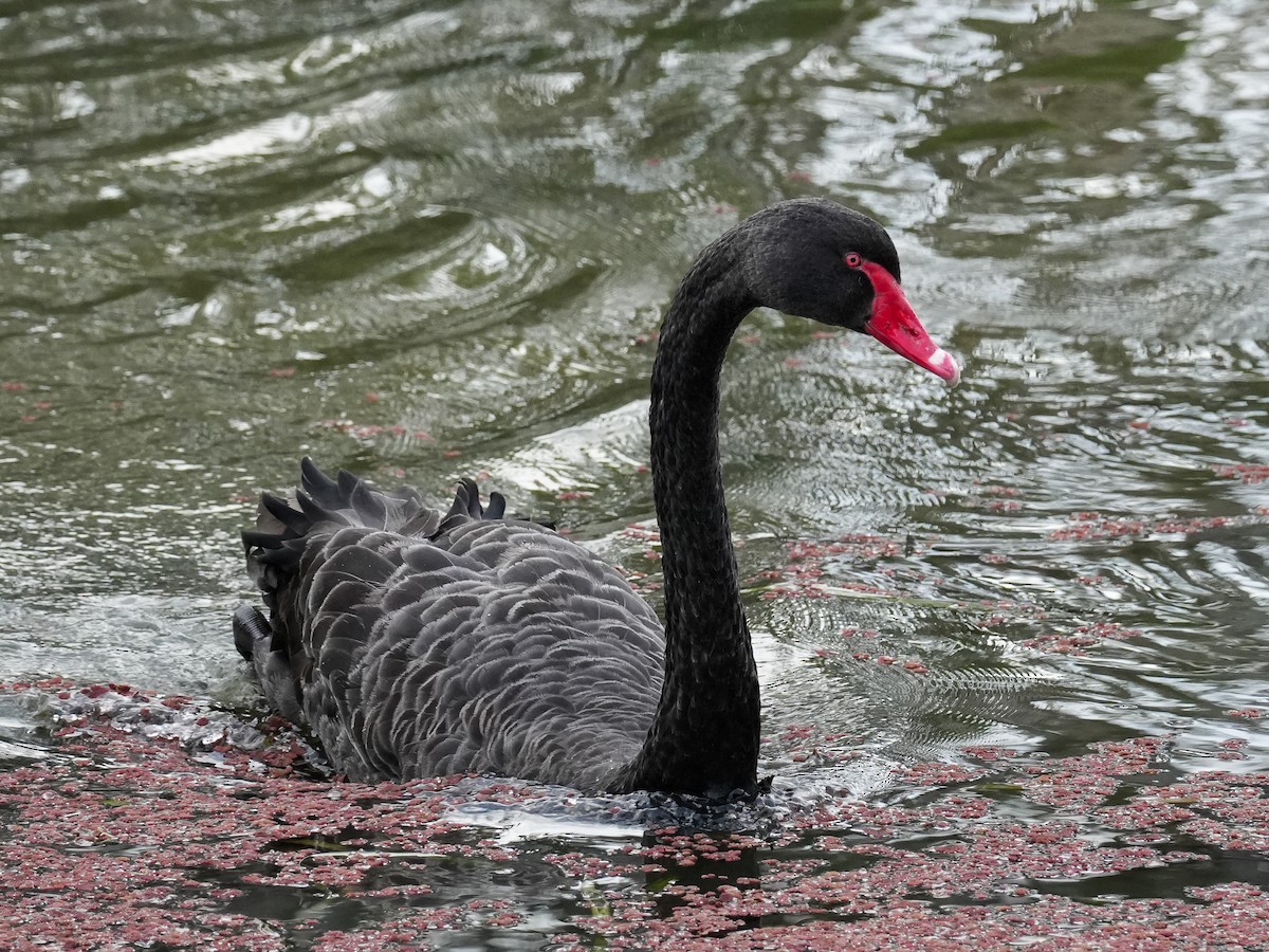 Black Swan - ML620333096