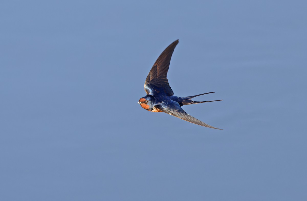 Barn Swallow - ML620333097