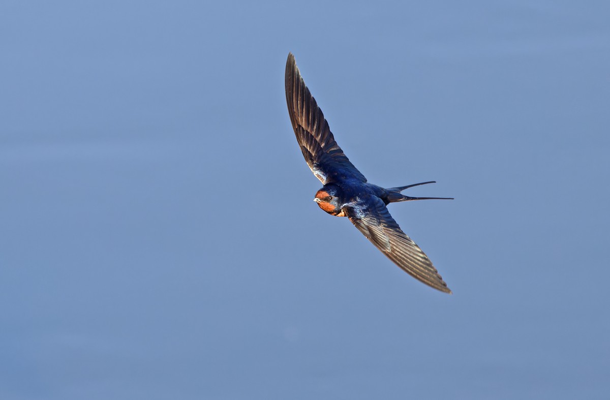 Barn Swallow - ML620333098