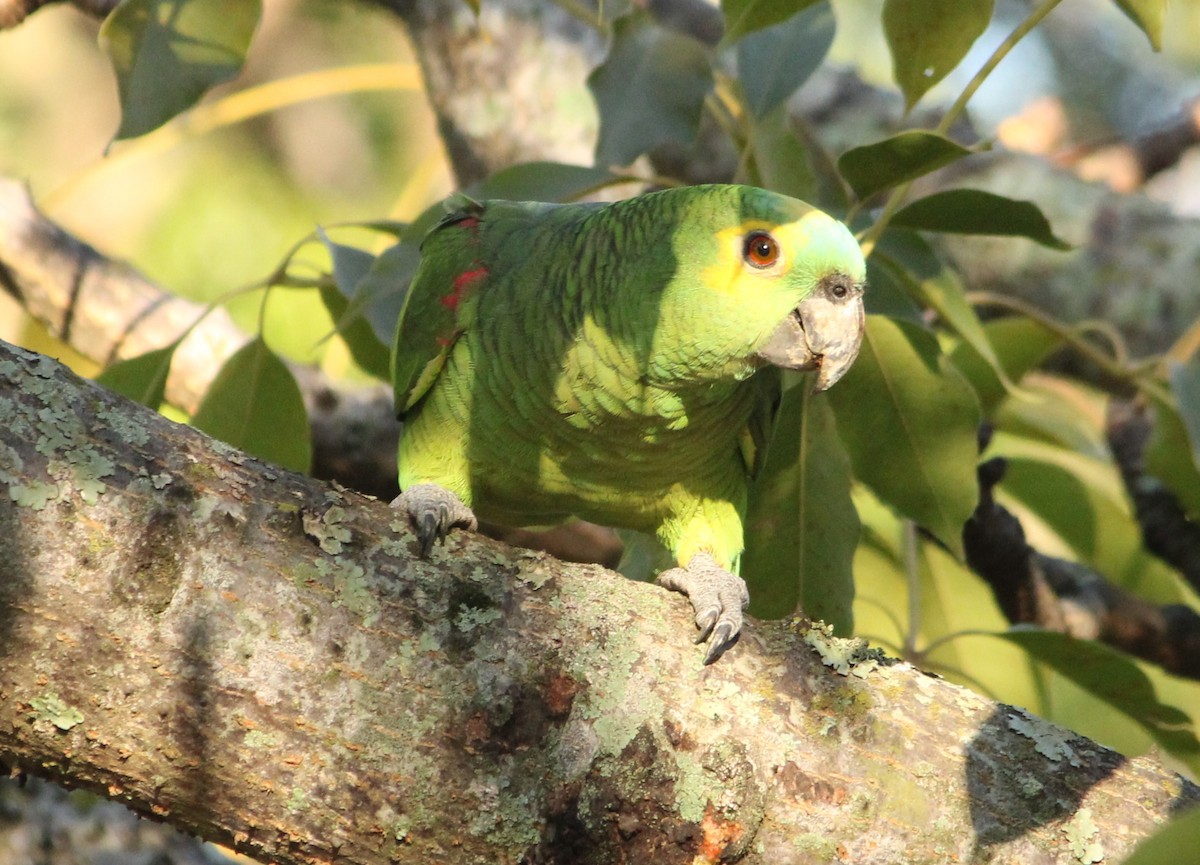 Turquoise-fronted Parrot - ML620333105