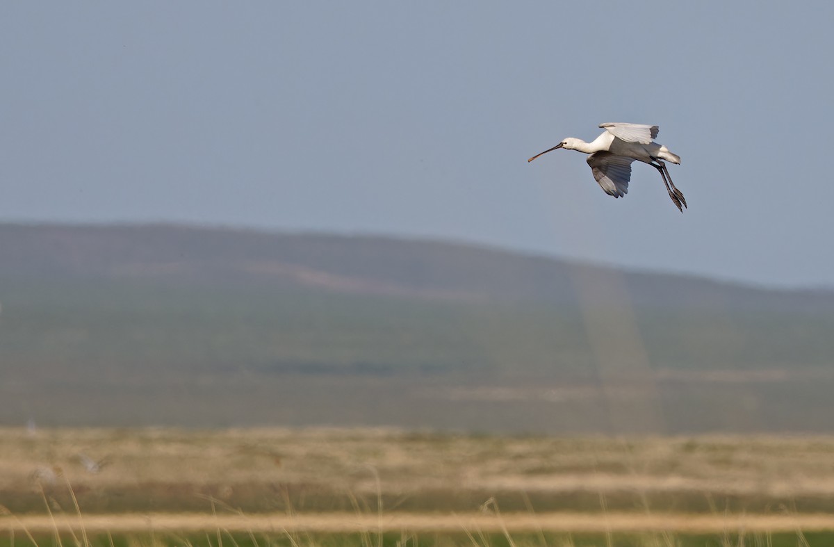 Eurasian Spoonbill - ML620333119