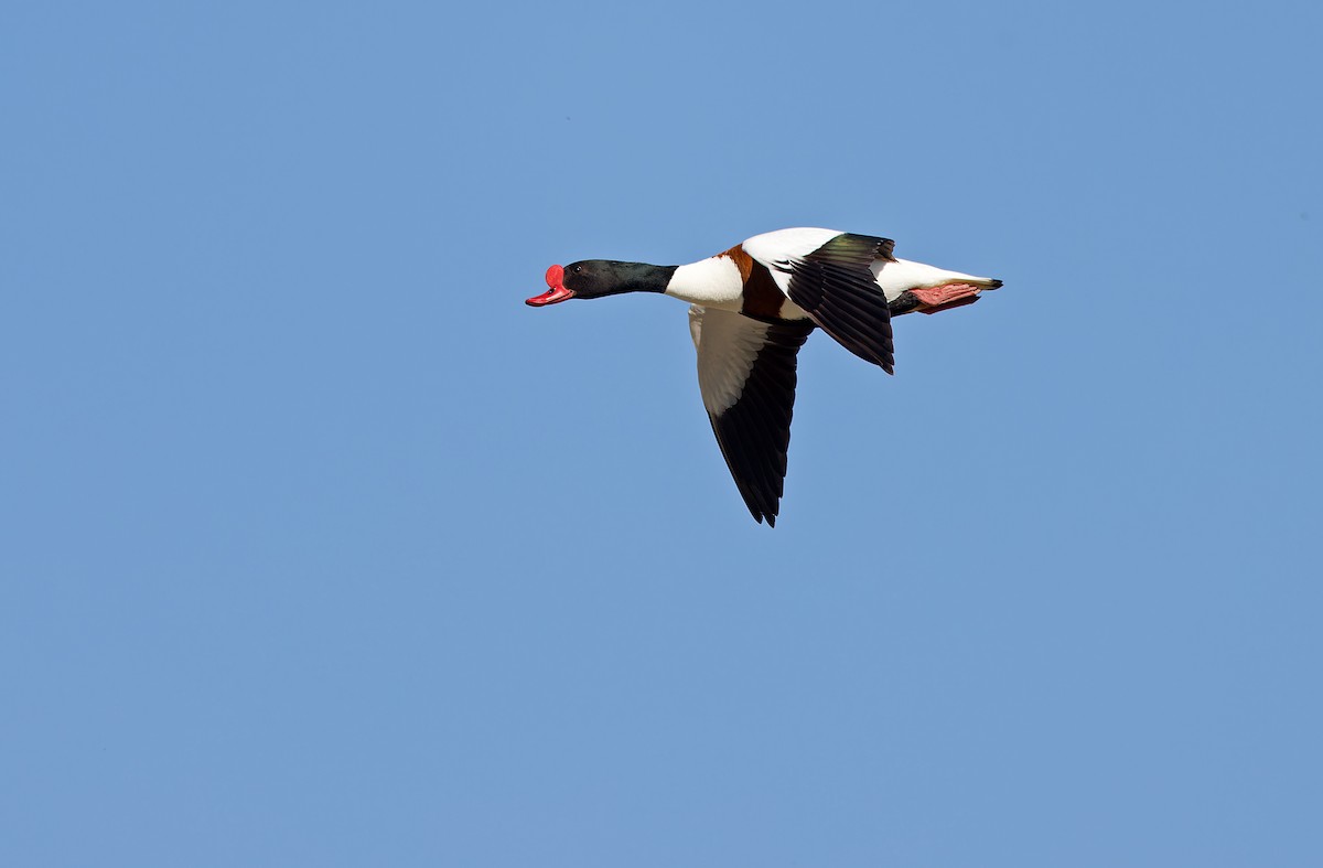 Common Shelduck - ML620333121