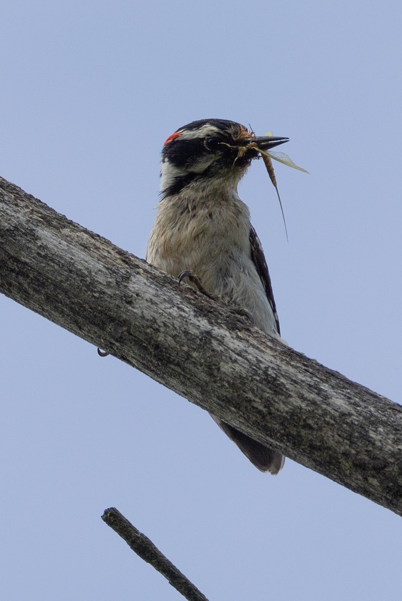Downy Woodpecker - ML620333128