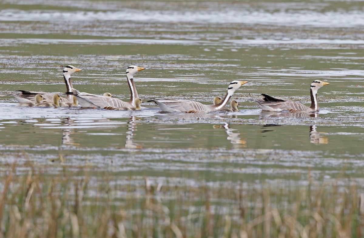 Bar-headed Goose - ML620333137