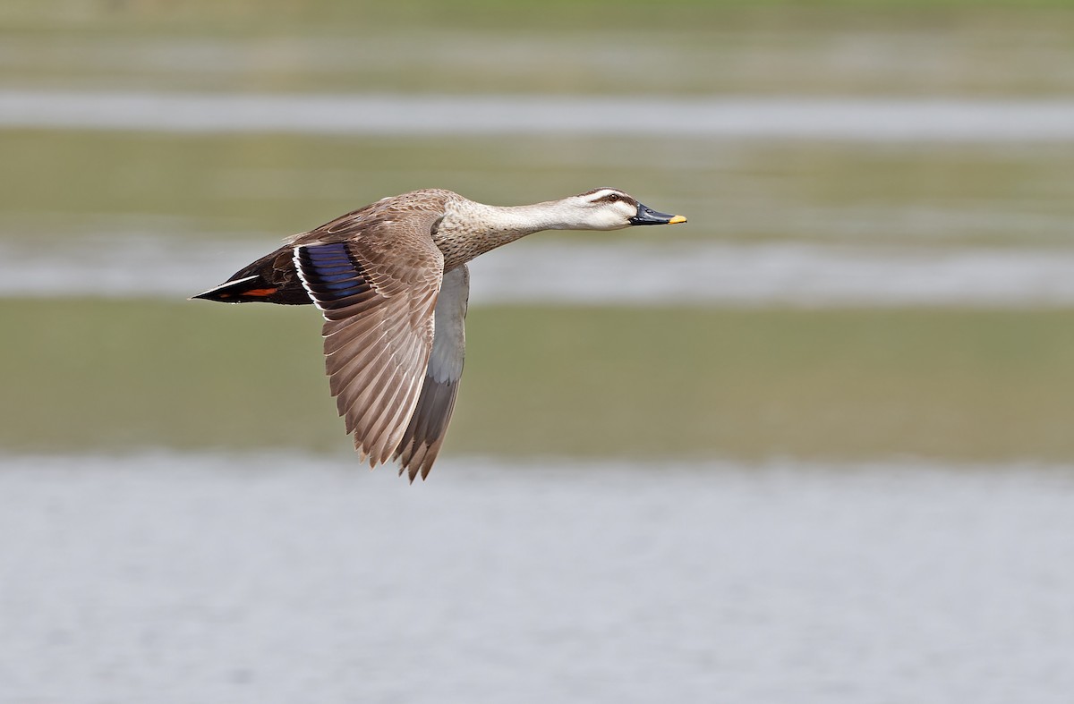 Eastern Spot-billed Duck - ML620333139