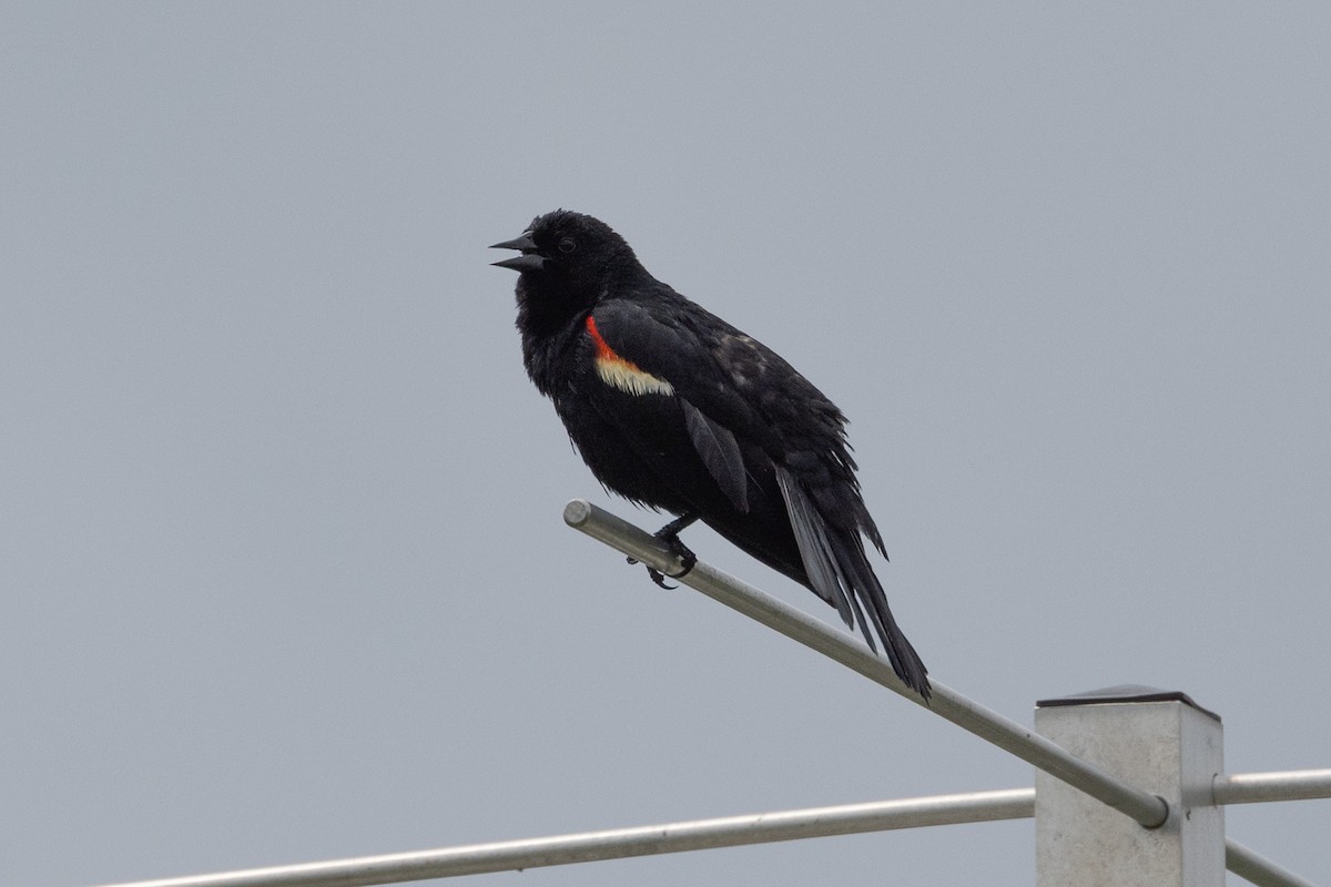 Red-winged Blackbird - ML620333141