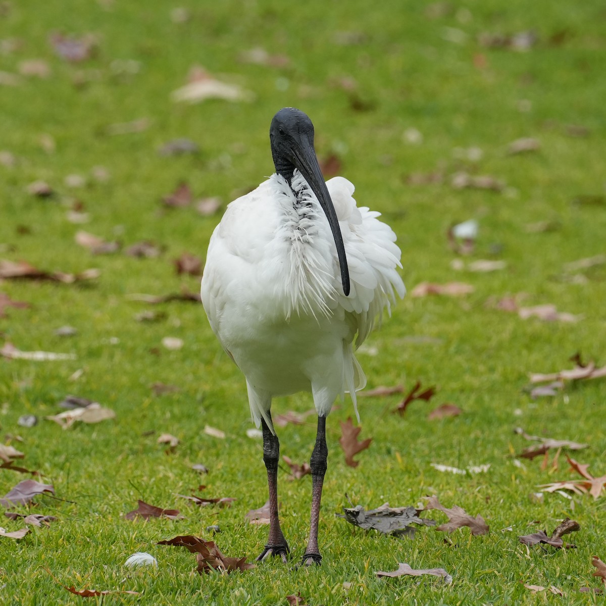 ibis australský - ML620333142