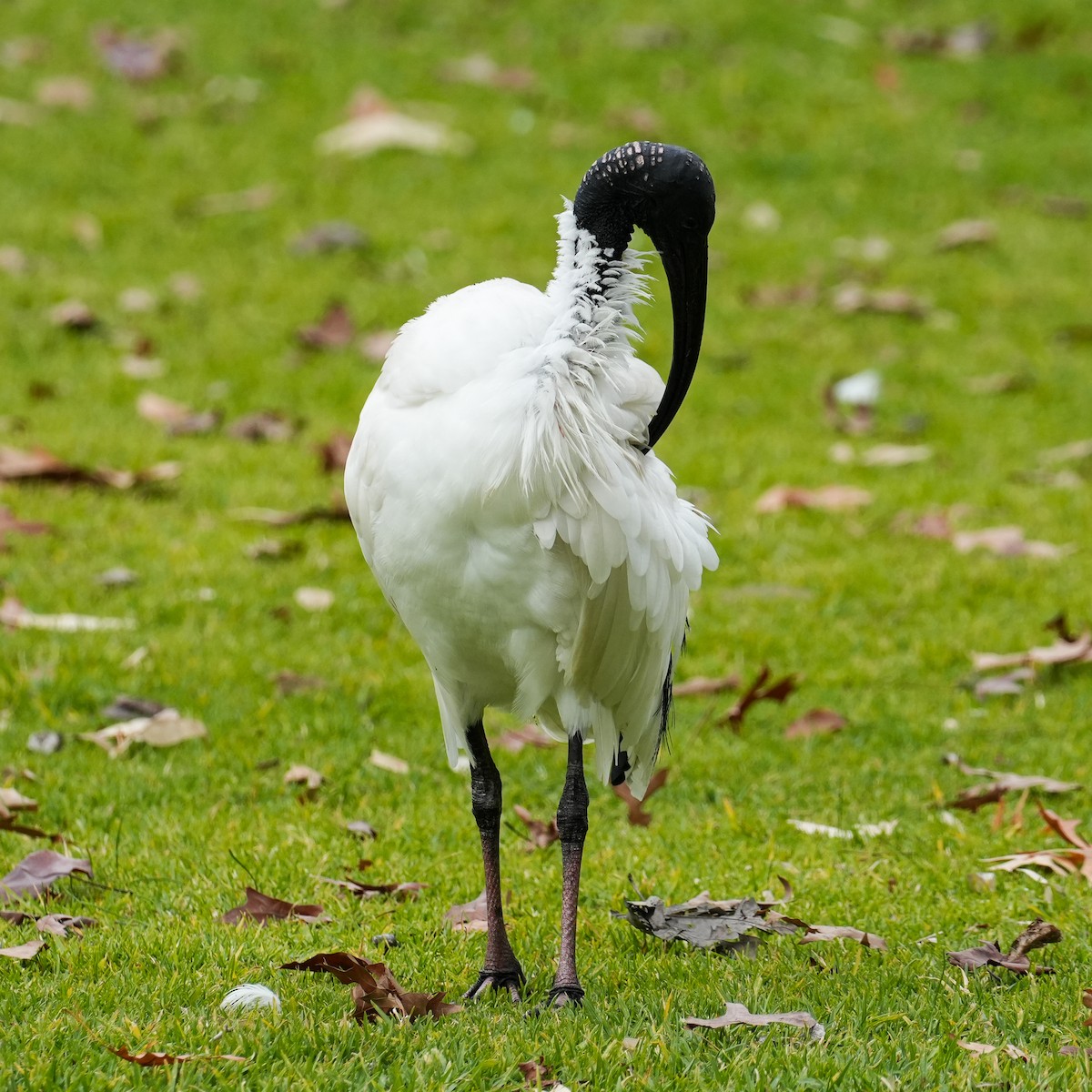 ibis australský - ML620333143