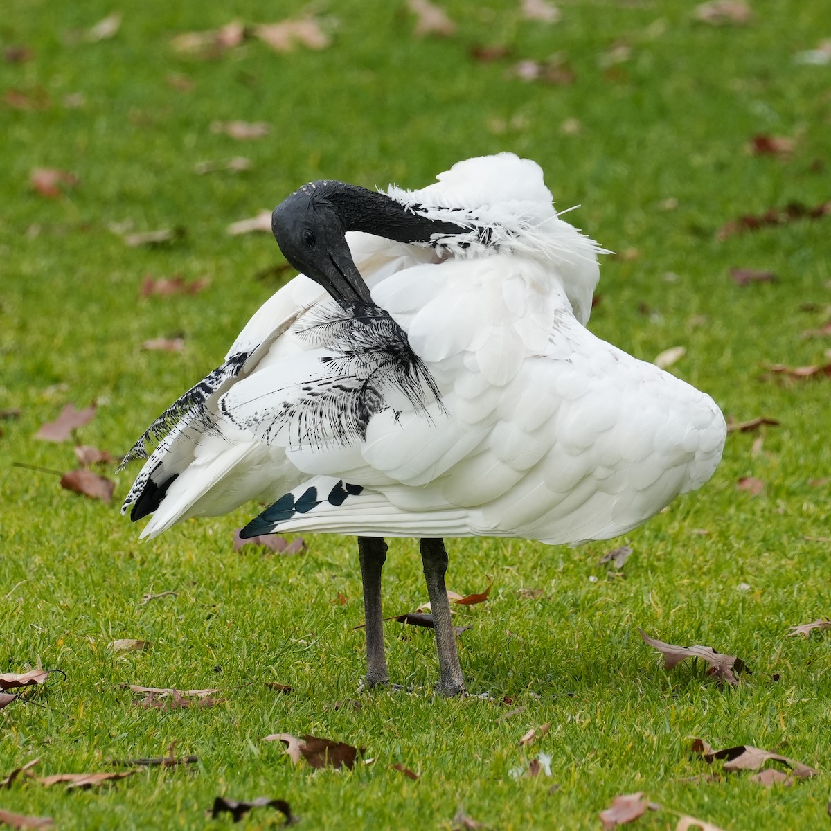 ibis australský - ML620333144