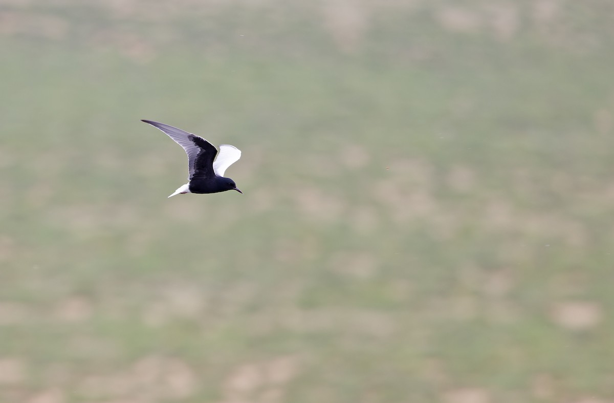 White-winged Tern - ML620333149