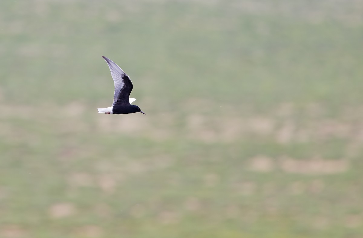 White-winged Tern - ML620333150