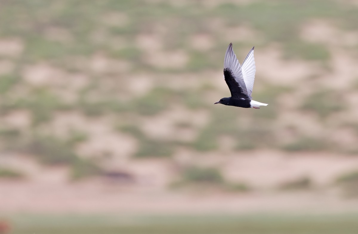 White-winged Tern - ML620333151
