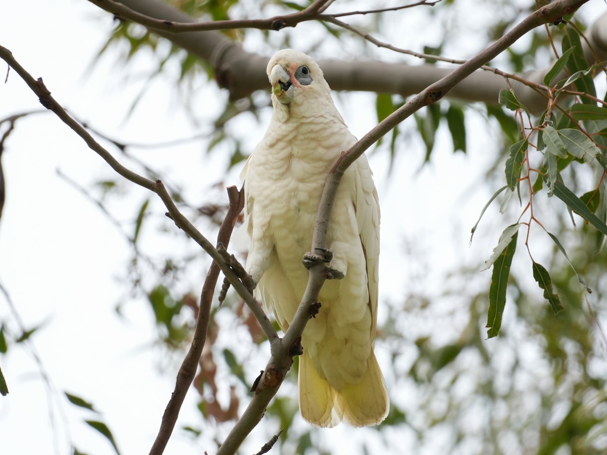 Cacatúa Sanguínea - ML620333157