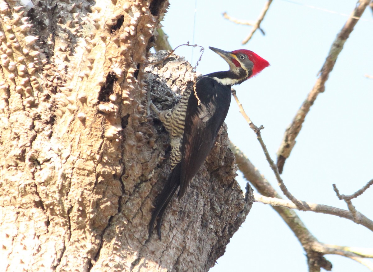 Lineated Woodpecker - ML620333160