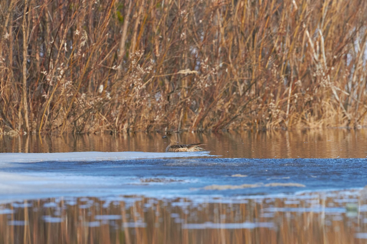 Eurasian Wigeon - ML620333162