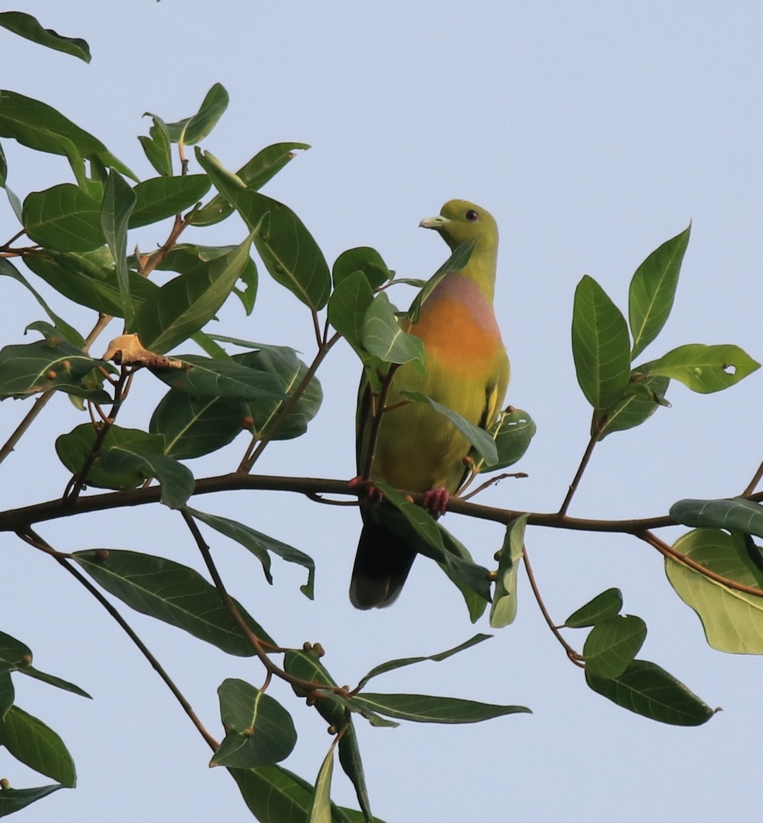 Orange-breasted Green-Pigeon - ML620333167