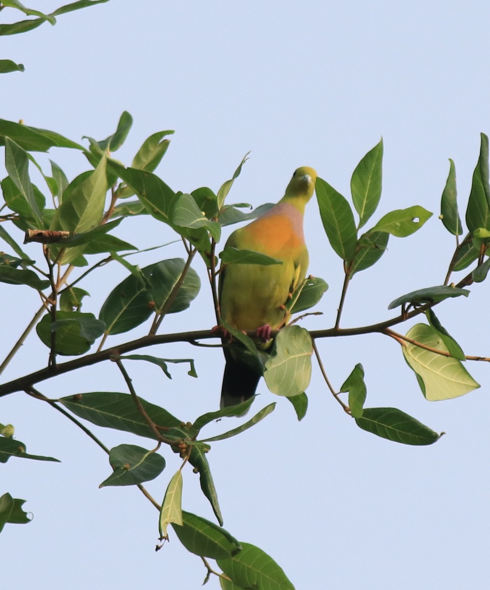 Orange-breasted Green-Pigeon - Afsar Nayakkan