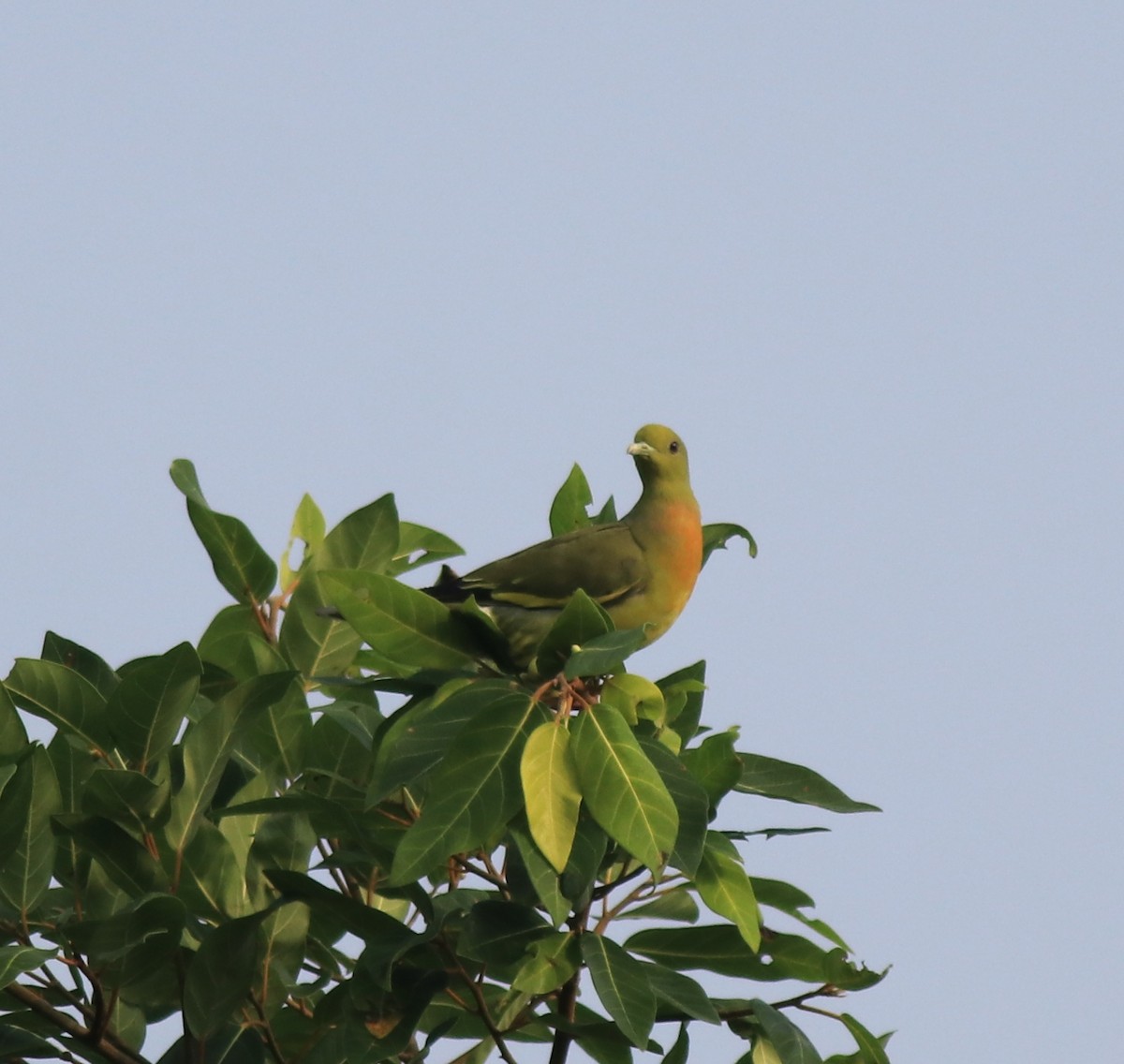 Orange-breasted Green-Pigeon - ML620333174
