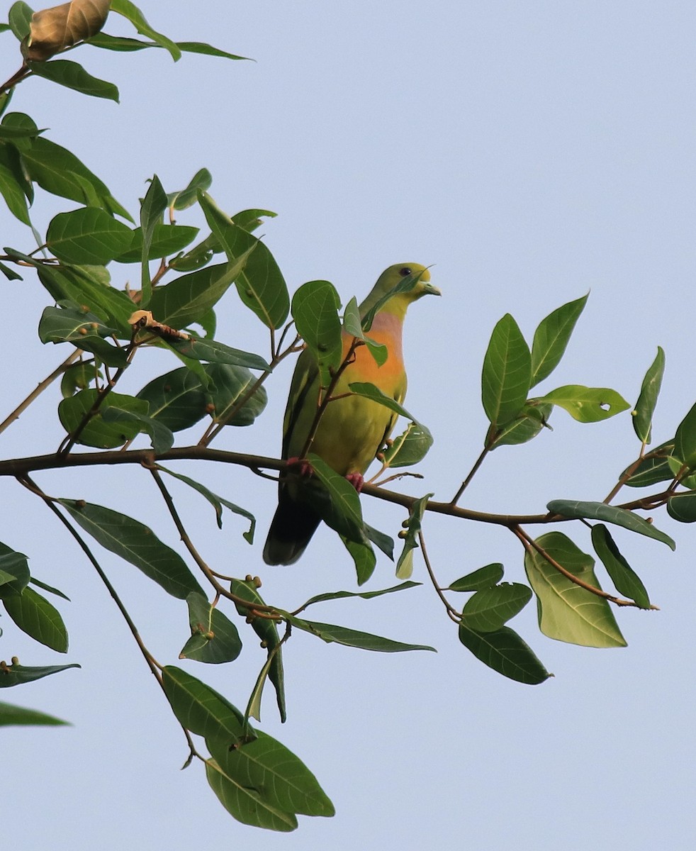 Orange-breasted Green-Pigeon - ML620333186