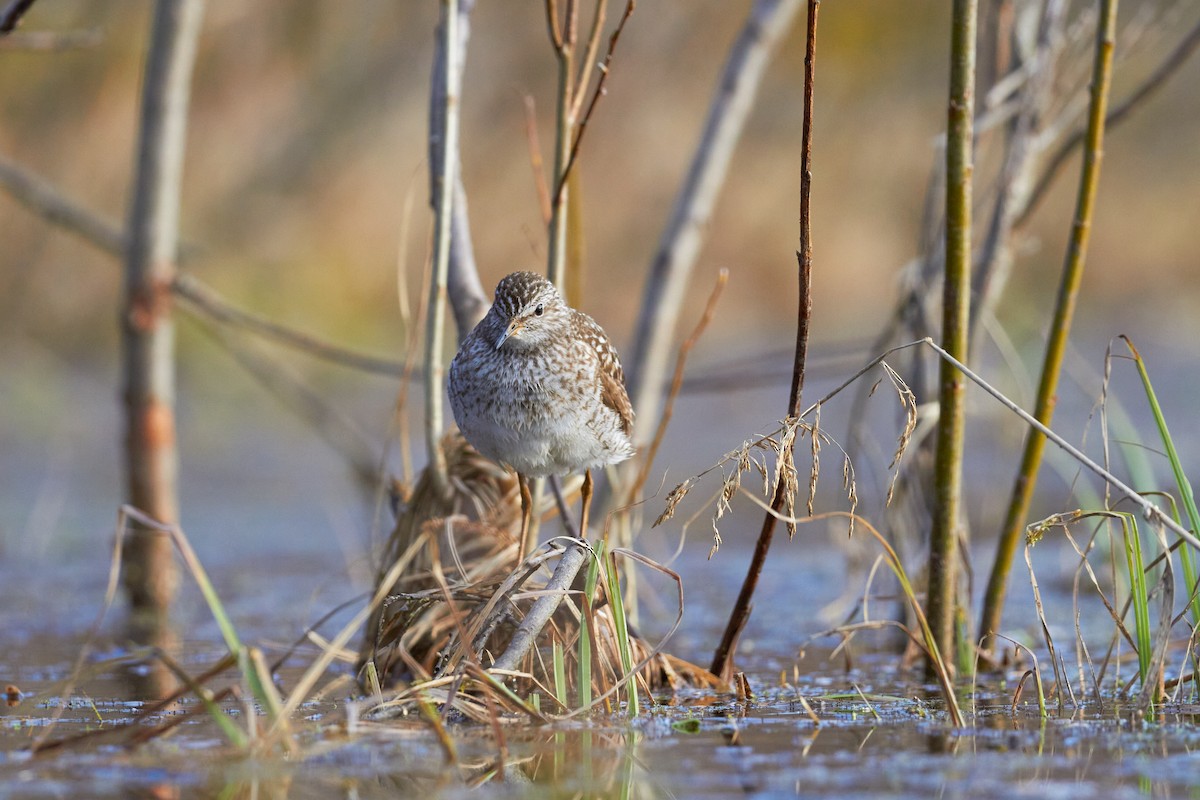 Wood Sandpiper - ML620333190