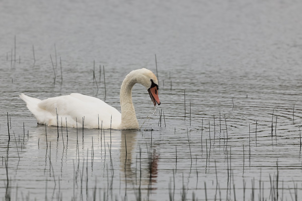 Höckerschwan - ML620333196