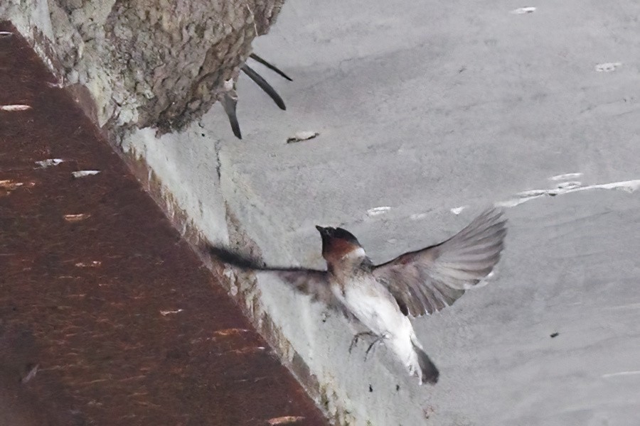 Cliff Swallow - ML620333203