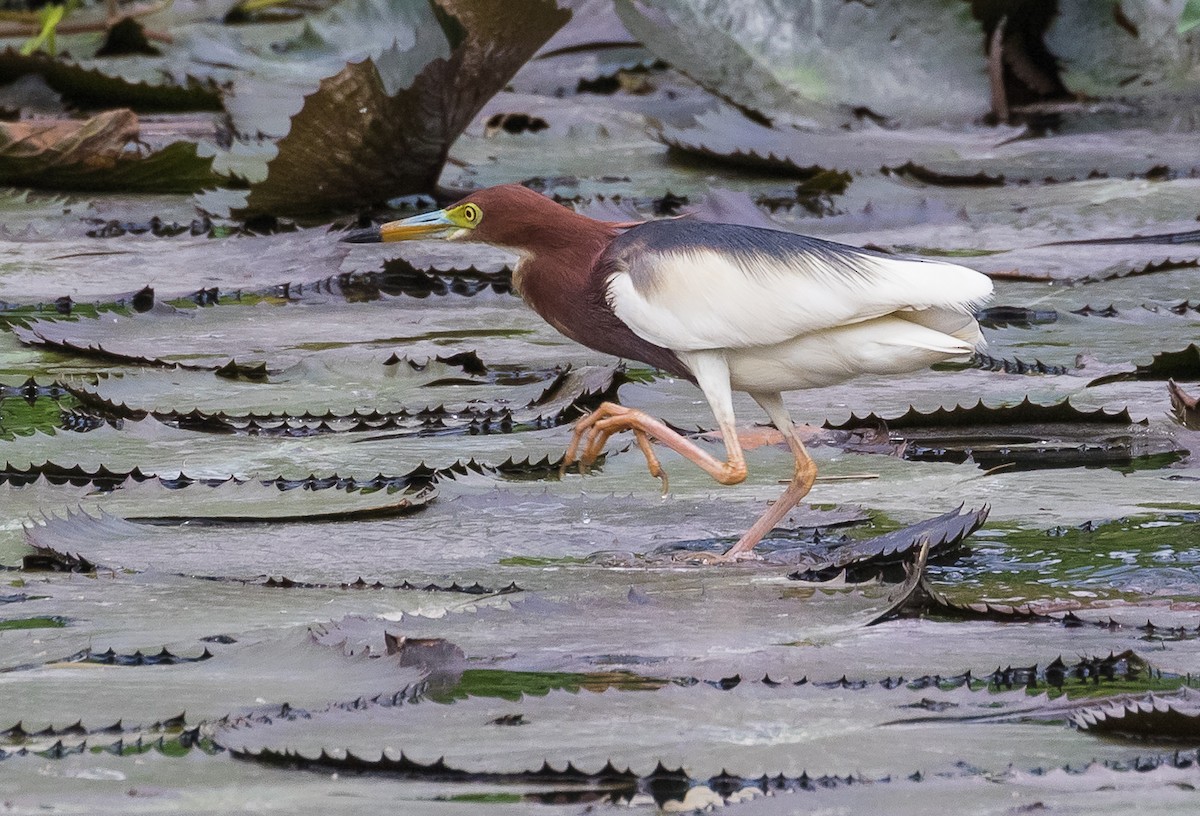 Chinese Pond-Heron - ML620333213