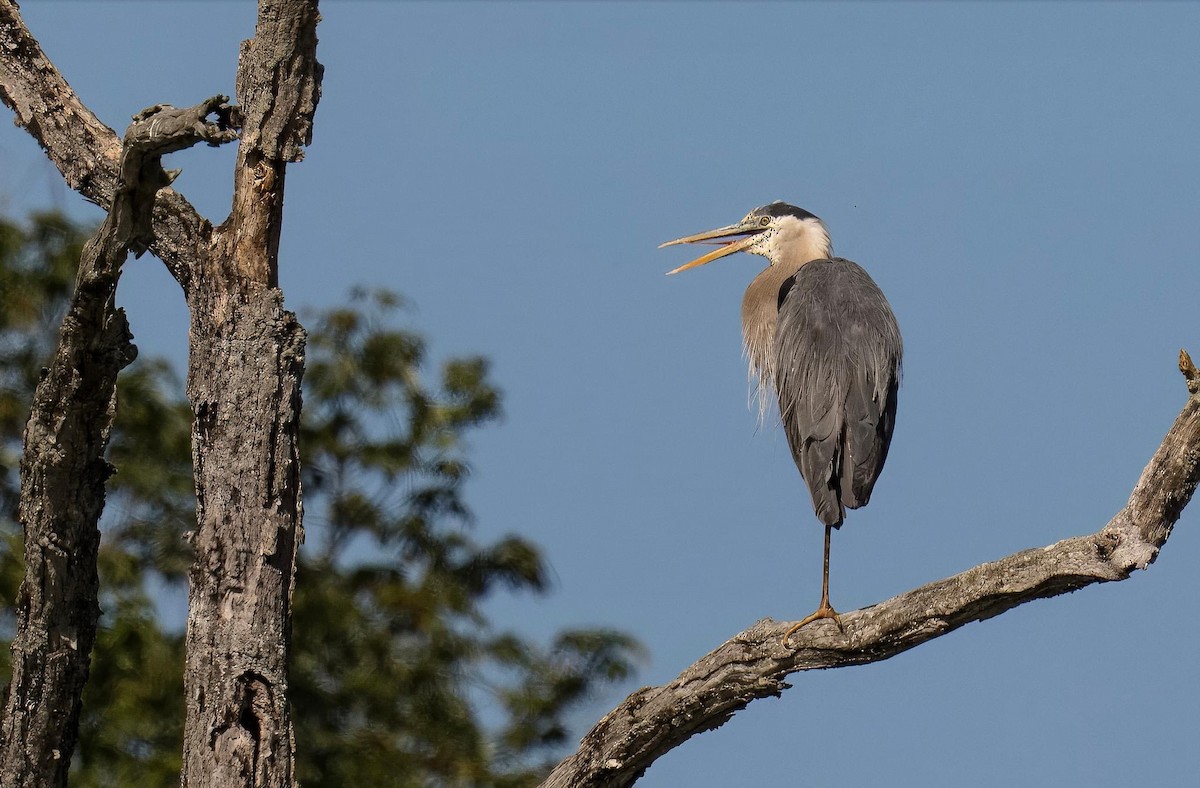 Great Blue Heron - ML620333218