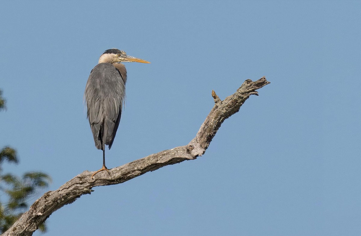 Garza Azulada - ML620333221