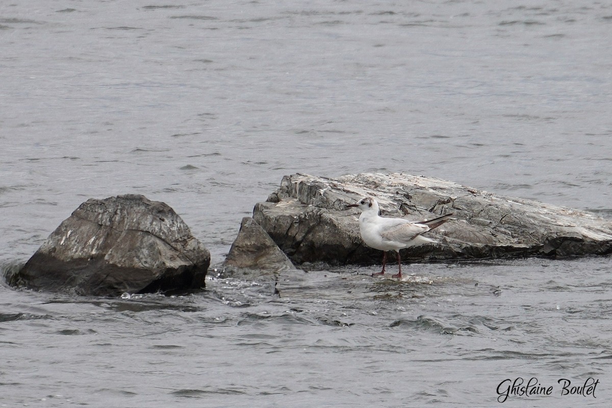 Black-headed Gull - ML620333229