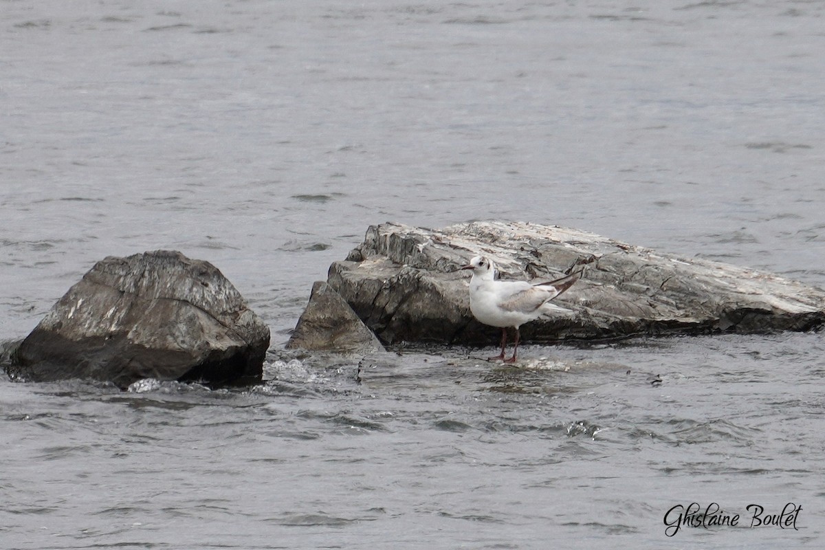 Black-headed Gull - ML620333230