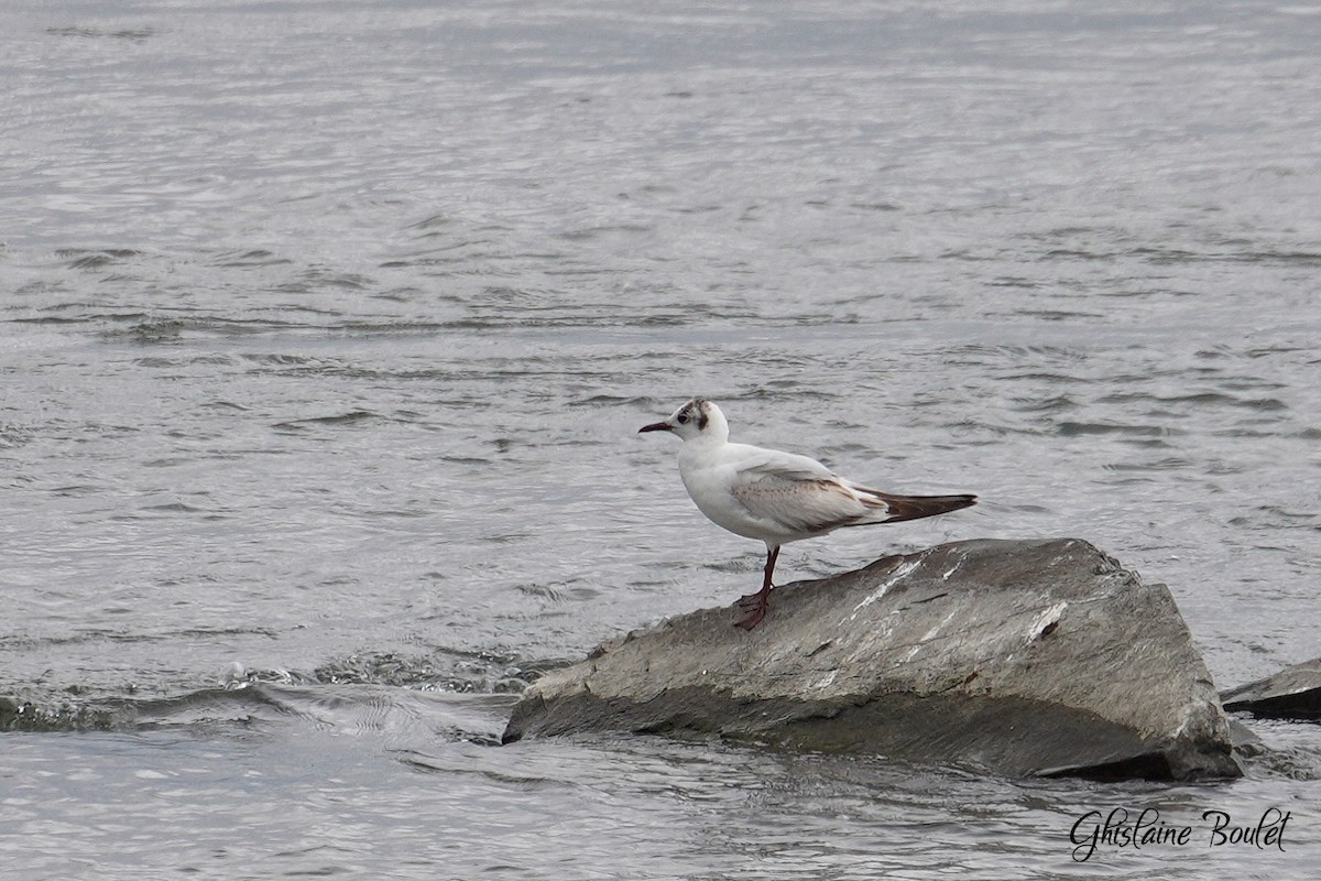 Black-headed Gull - ML620333233