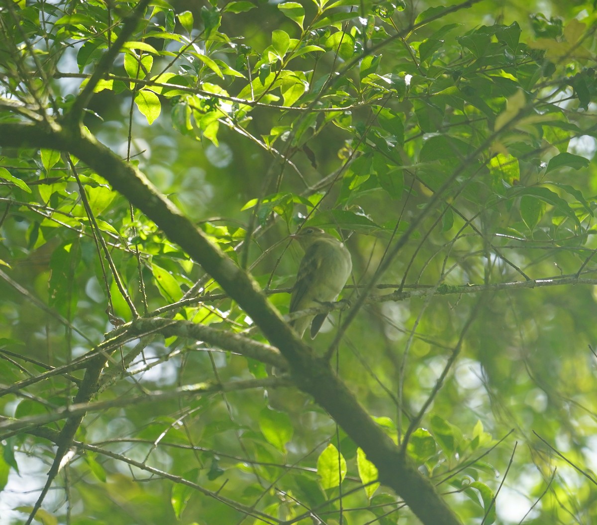 Yellow-bellied Flycatcher - ML620333239