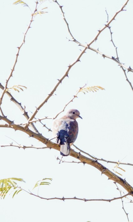 Laughing Dove - ML620333240