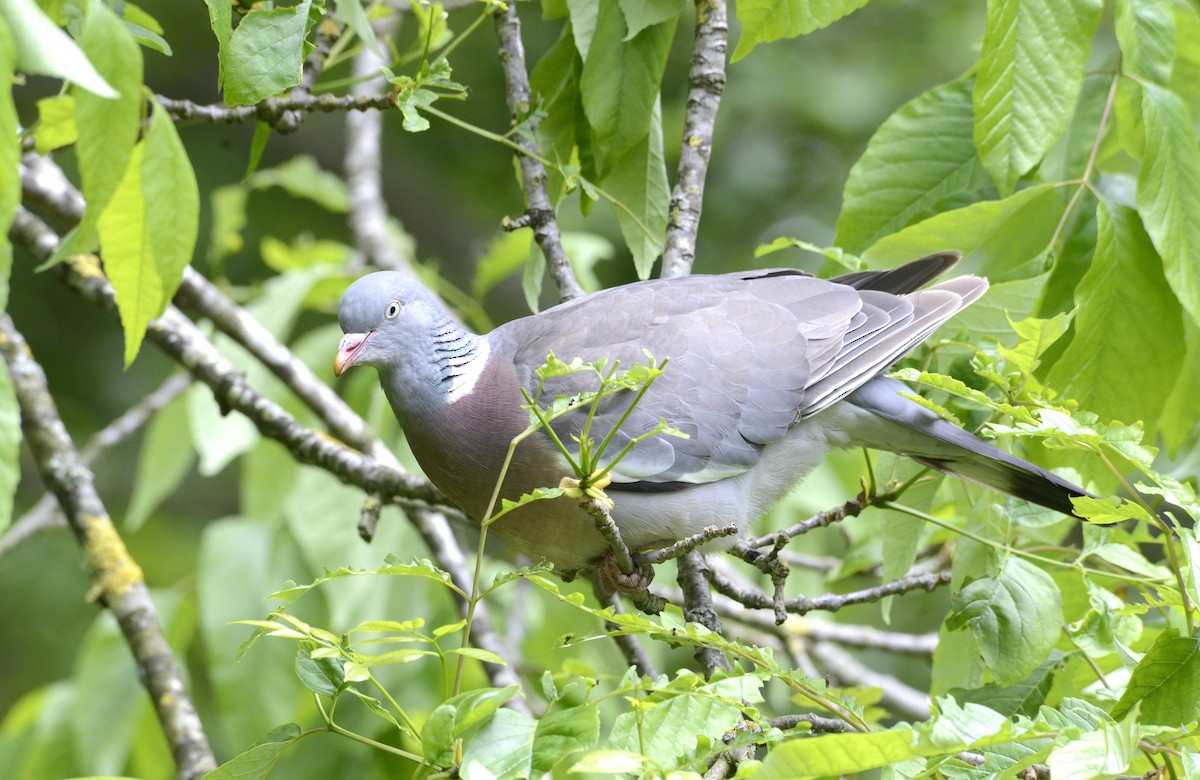 Common Wood-Pigeon - ML620333245