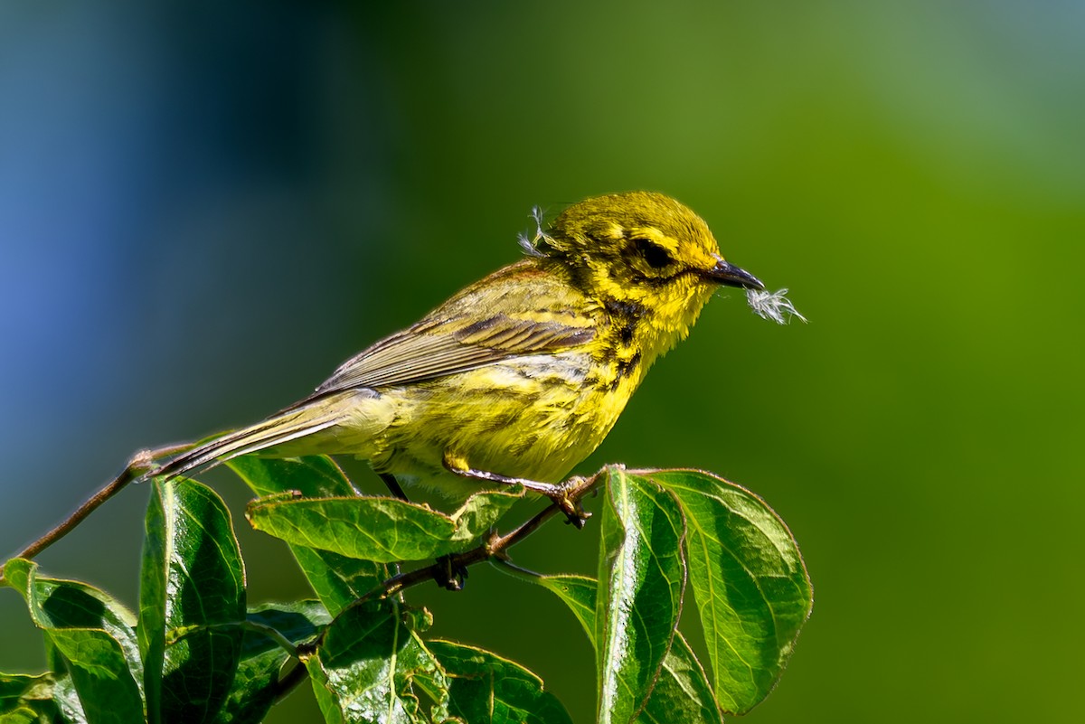 Prairie Warbler - ML620333246