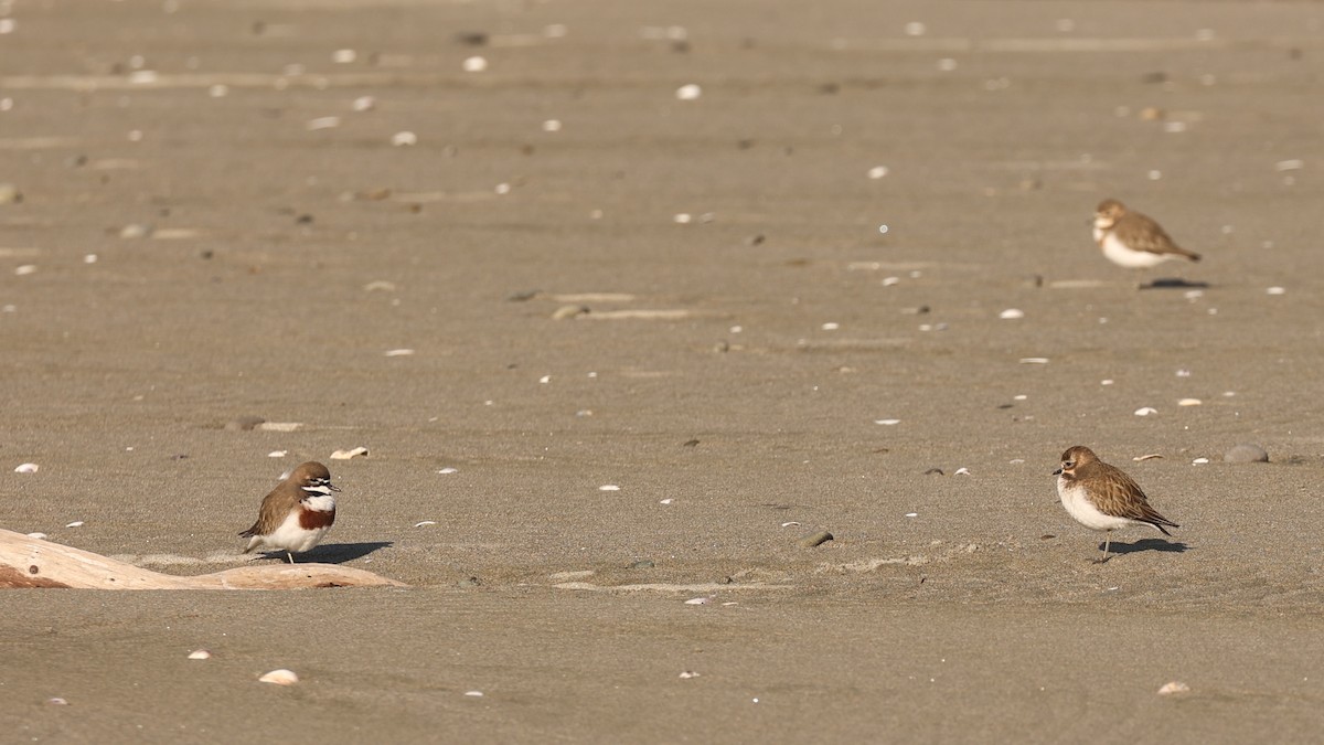 Double-banded Plover - ML620333253