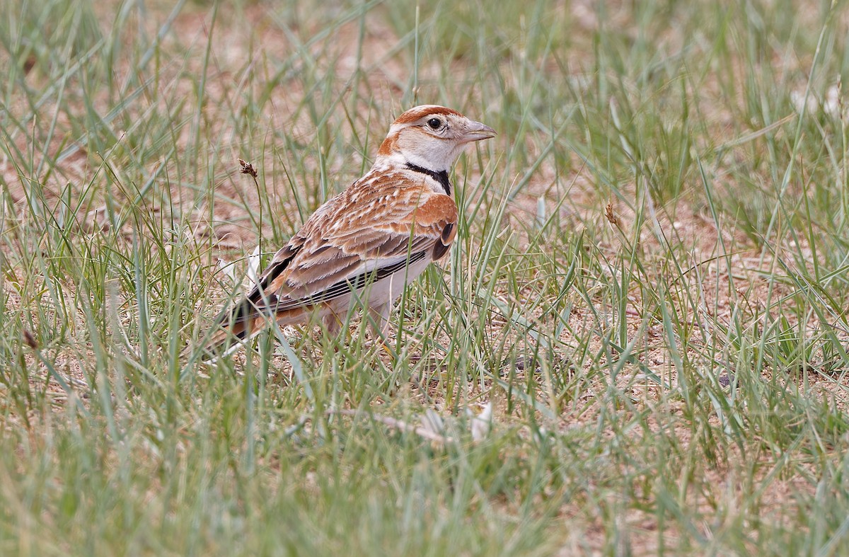 Mongolian Lark - ML620333264