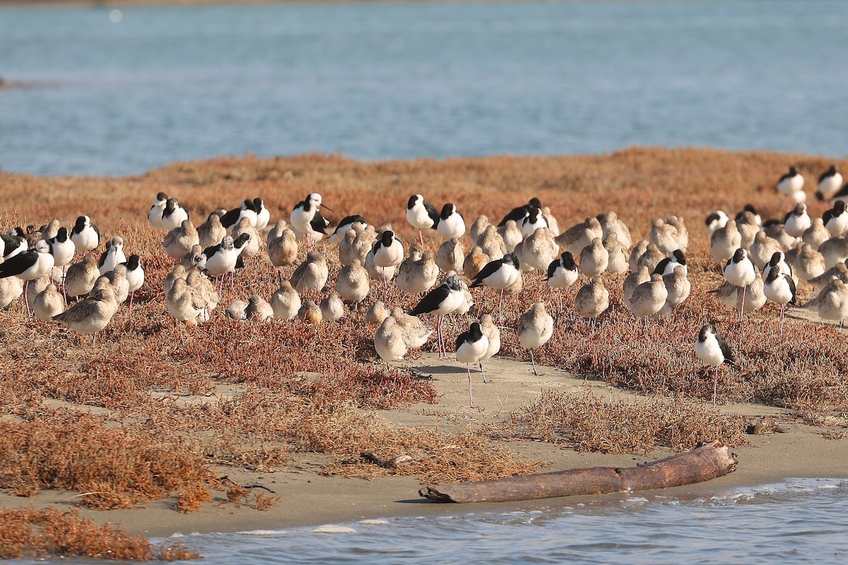 Bar-tailed Godwit - ML620333273