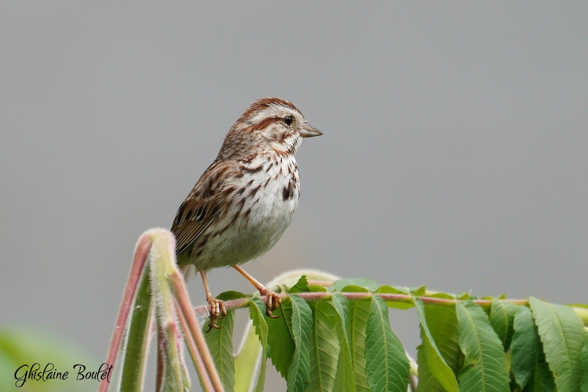 Song Sparrow - ML620333278