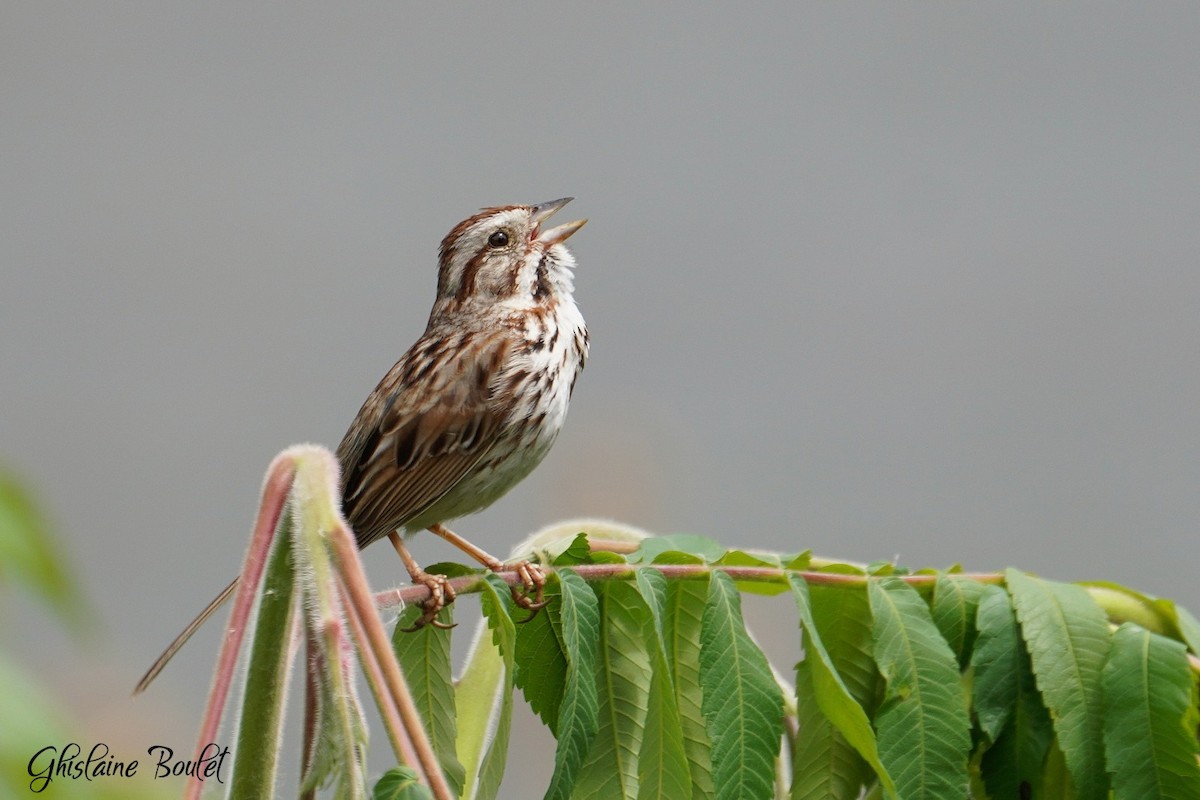 Song Sparrow - ML620333279