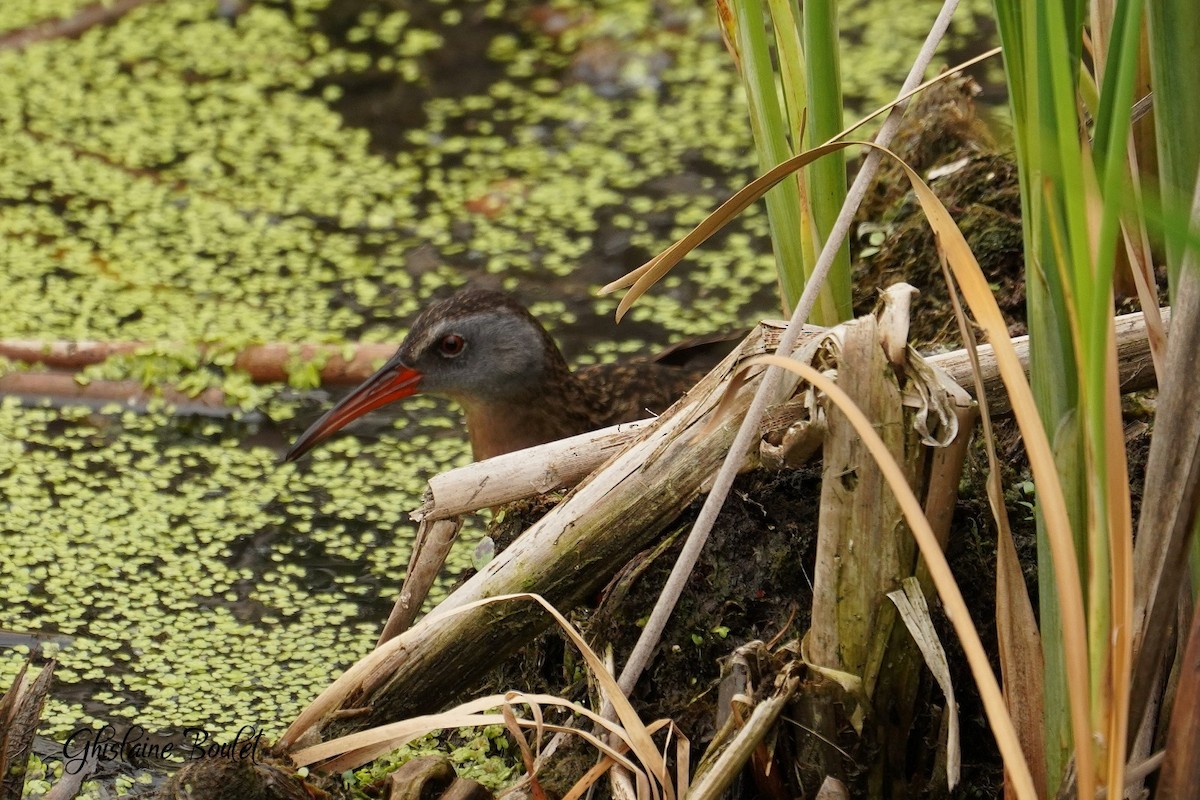 Virginia Rail - ML620333286